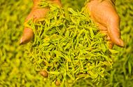 黄茶：中国名茶的被忽视者与绿茶的混淆