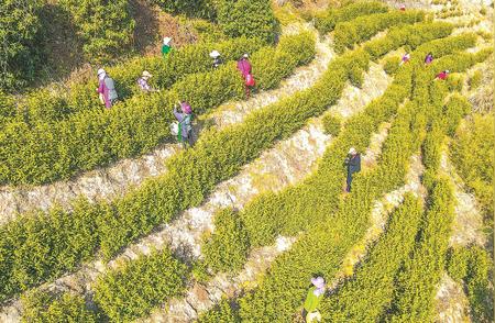 安徽春季：新茶抢先采摘风潮